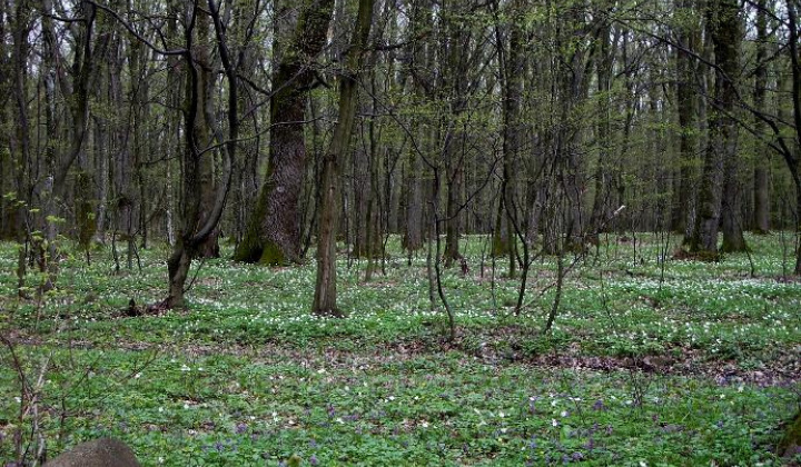 Zobraziť fotografiu